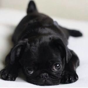 Meet your Posher, Ming ming